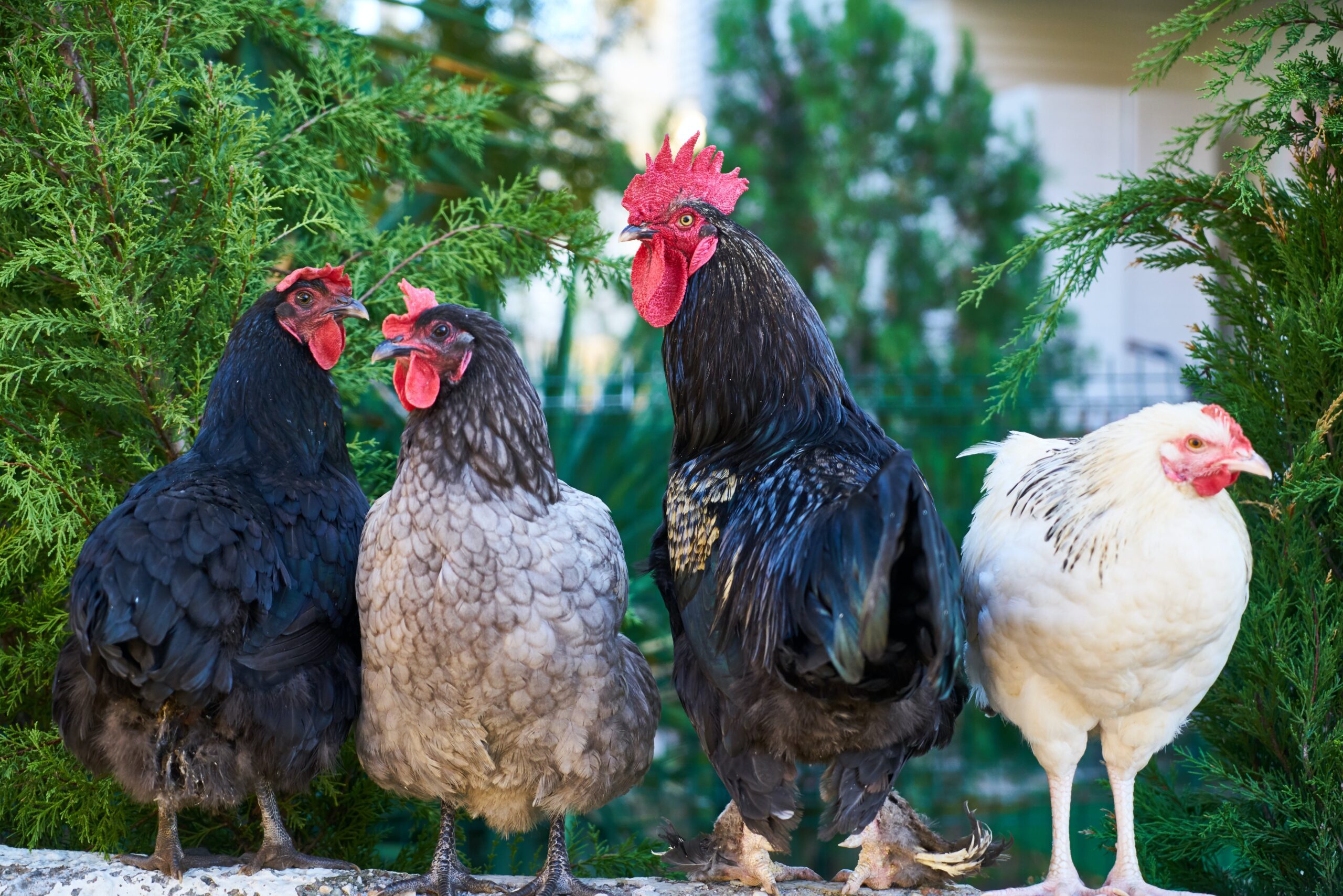 Kienyeji Chicken - Image 3