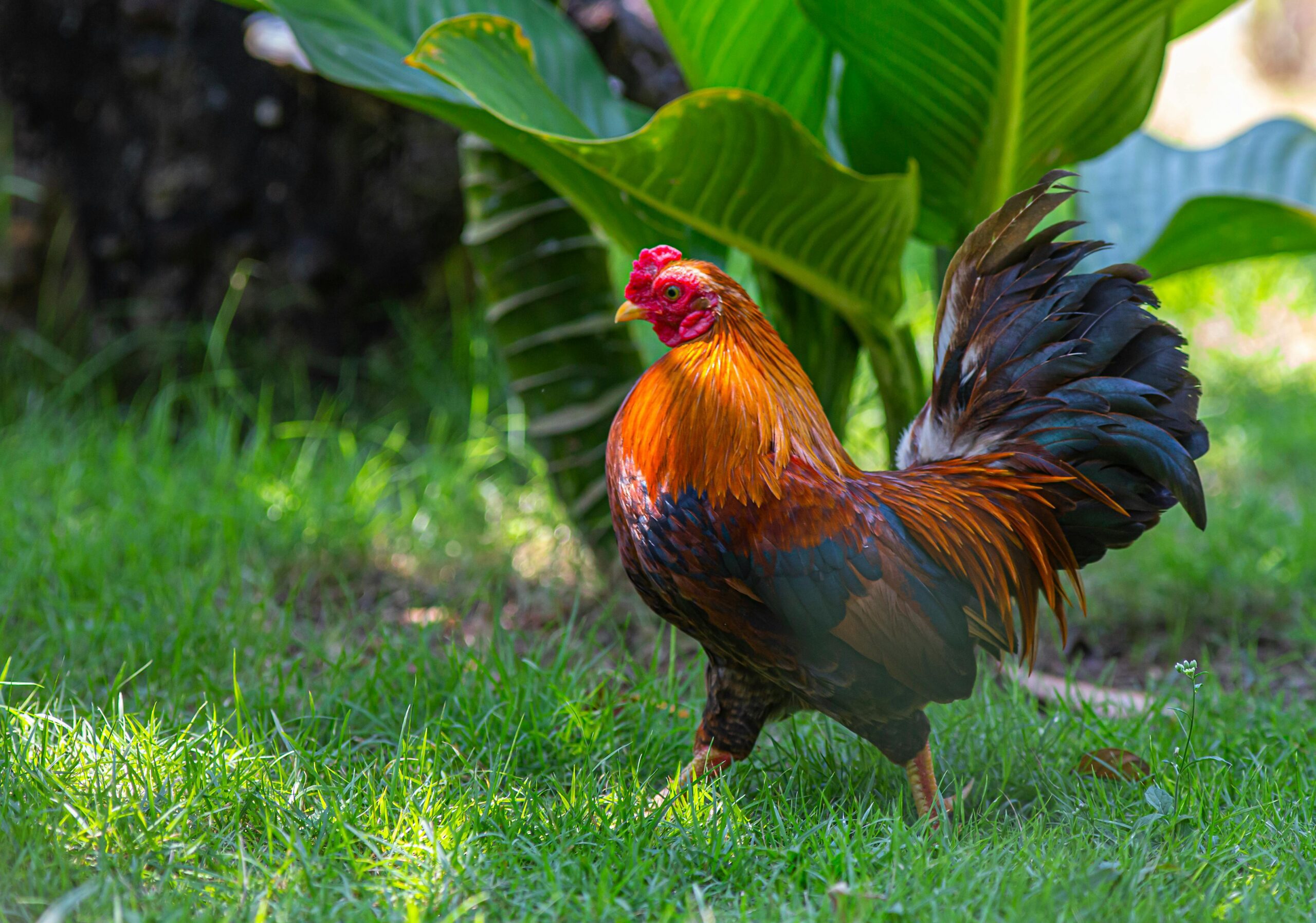 Kienyeji Chicken