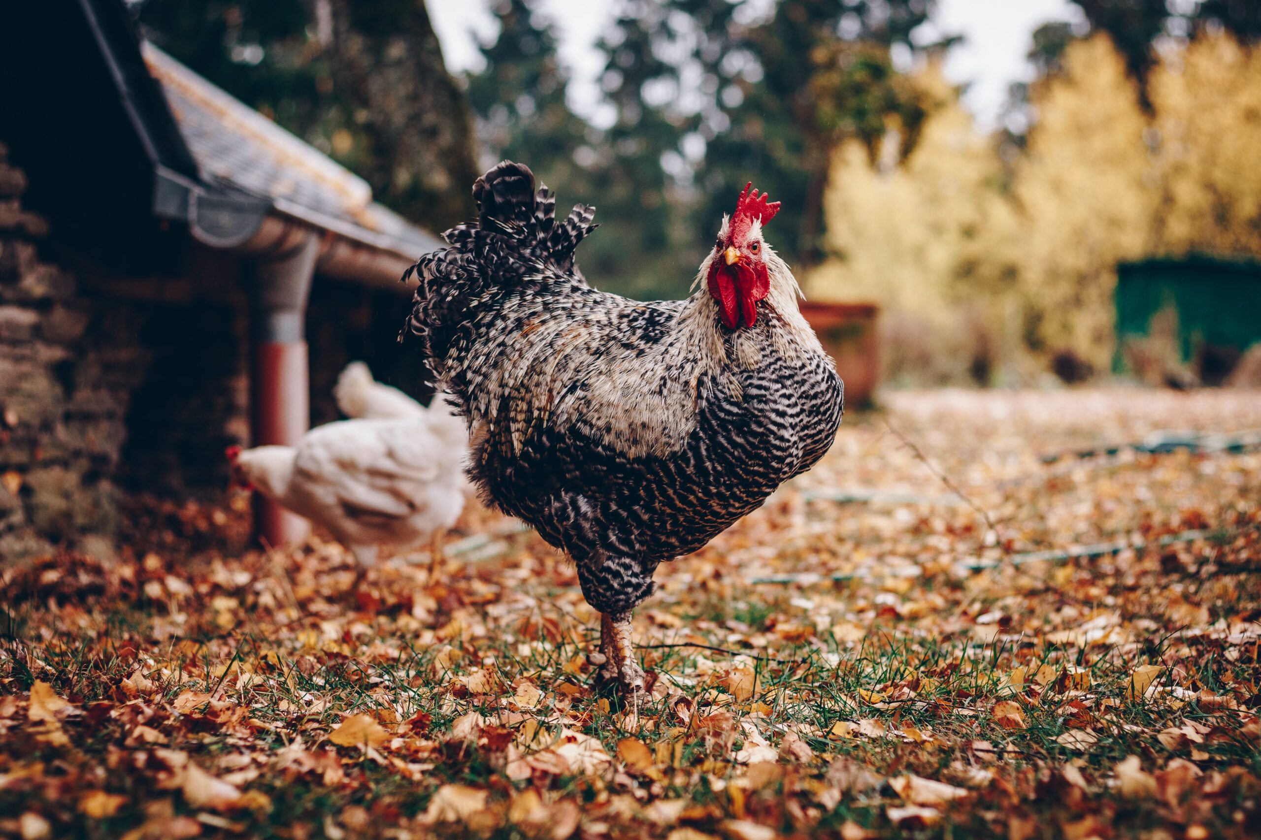 Kienyeji Chicken - Image 2