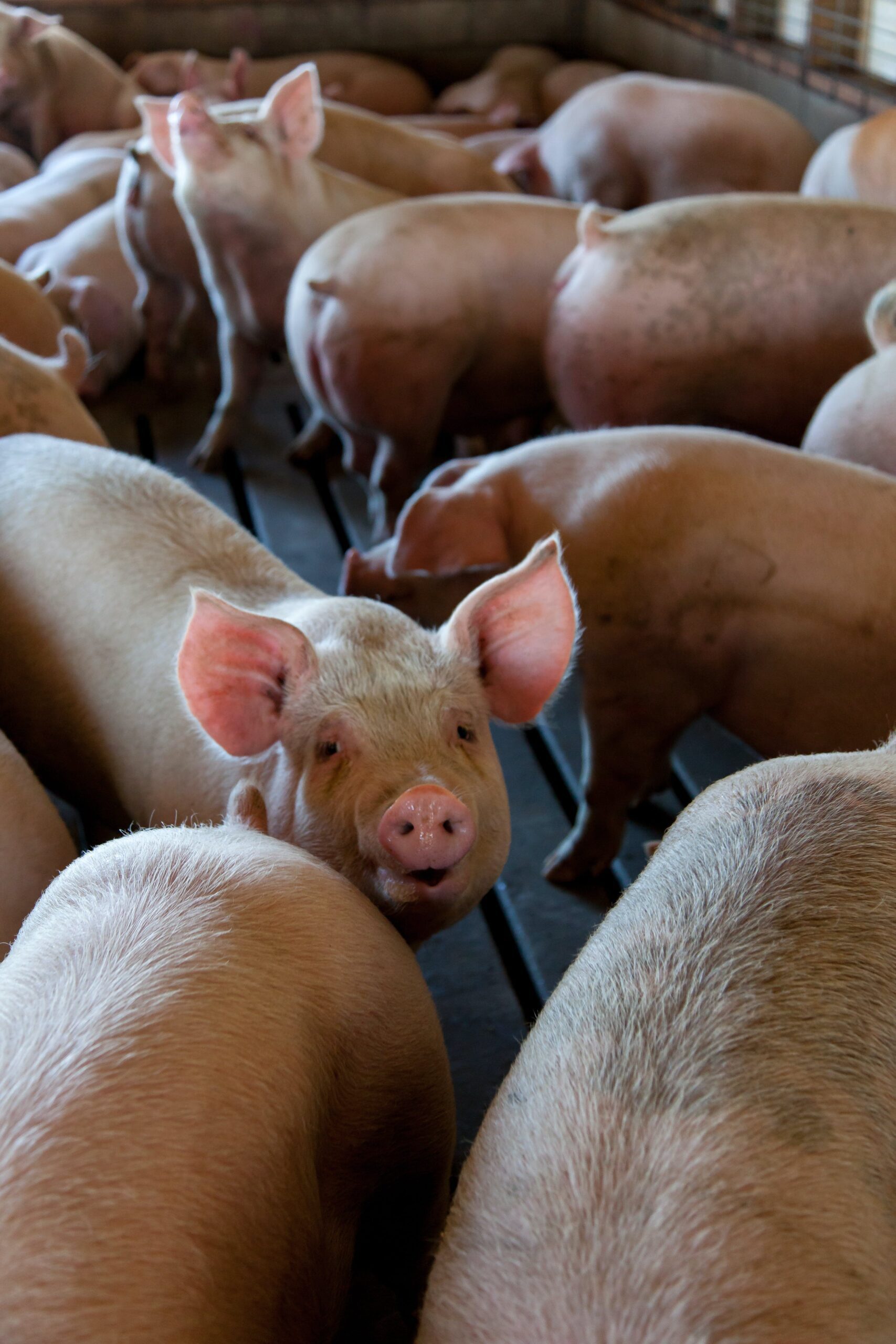 Locally Bred Pigs