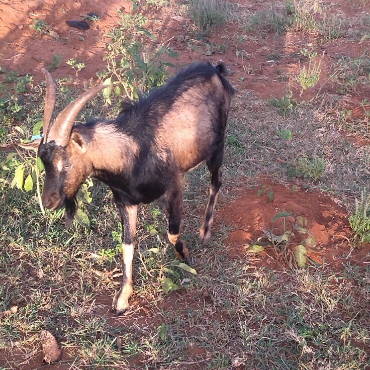 Dairy buck