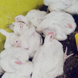 Broiler Chicken
