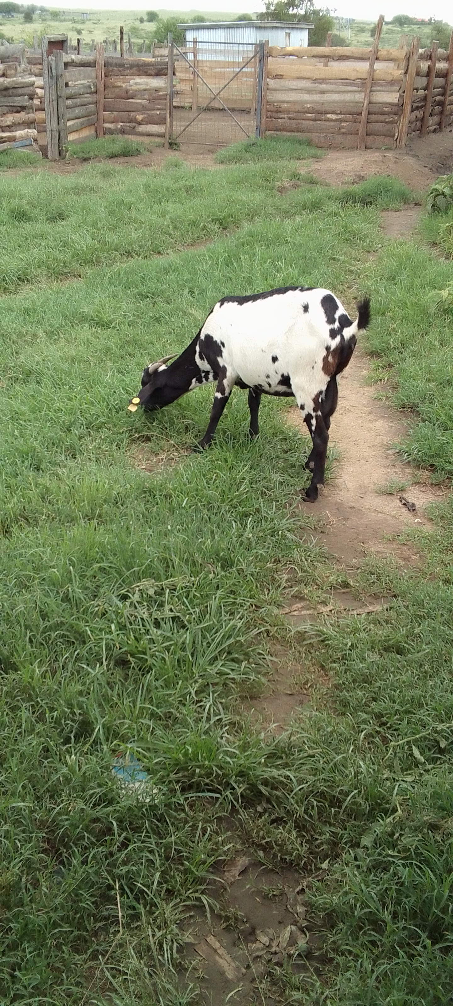 Dairy goat