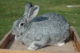 Rabbit -Chinchilla