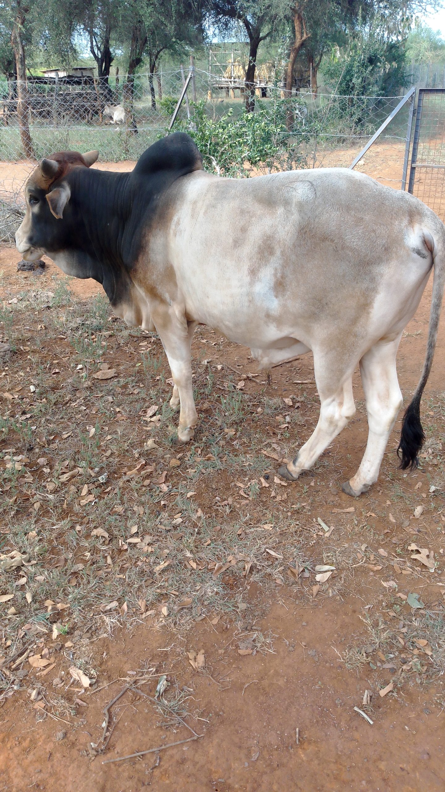 Zenu bull