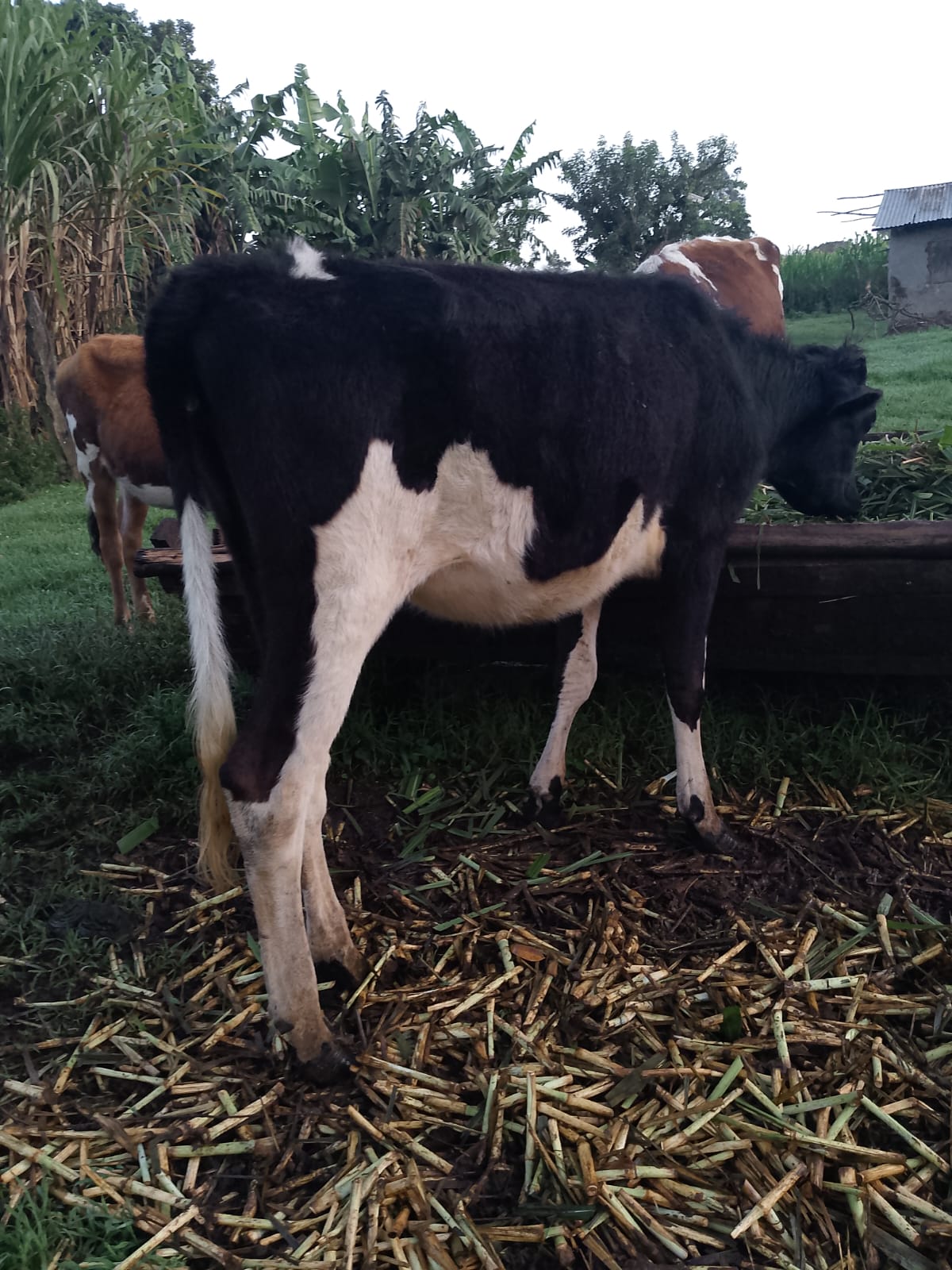 Ndovu dairy cow